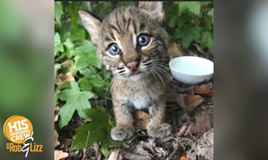 They Rescued a Bobcat