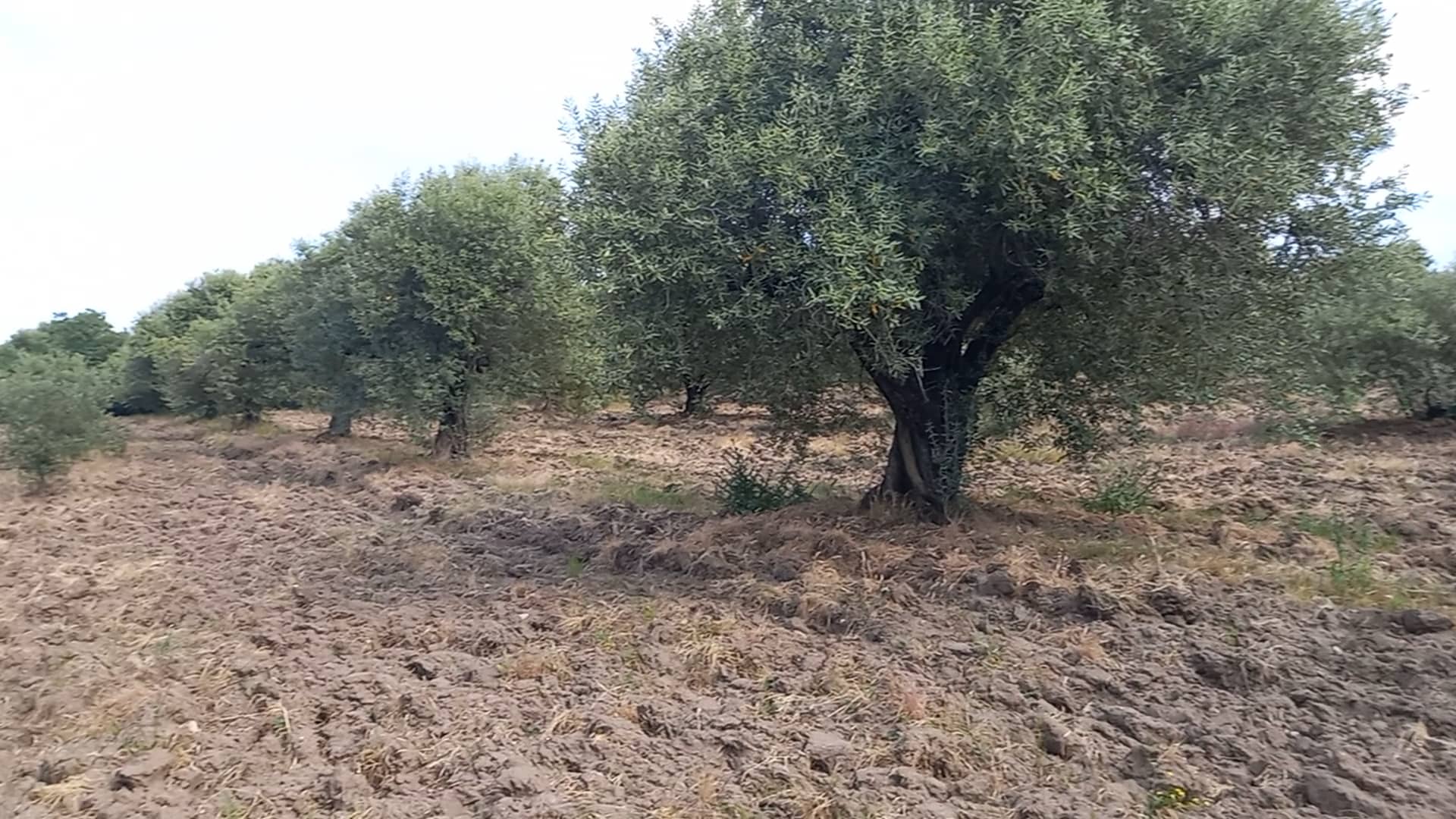 Zeytinlik Manisa MANİSA AKHİSAR BALLICA DA 9.000 M2 ZEYTİNLİK 425.000