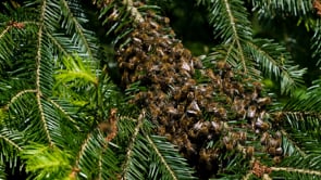 bees, swarm of bees, insect