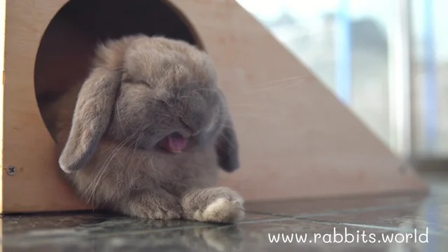 Rabbit Sleeping With Eyes Open