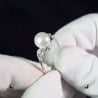 Видео: Кольцо из белого золота 750 пробы с морским жемчугом Акойя и бриллиантами