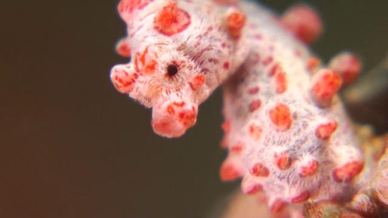 Yawning Bargibanti's Pygmy Seahorse