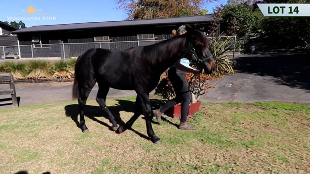 Lot 14