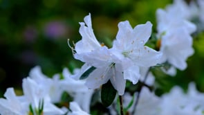 flower, rhododendrons, white