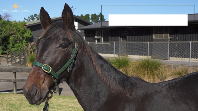 Lot 37
