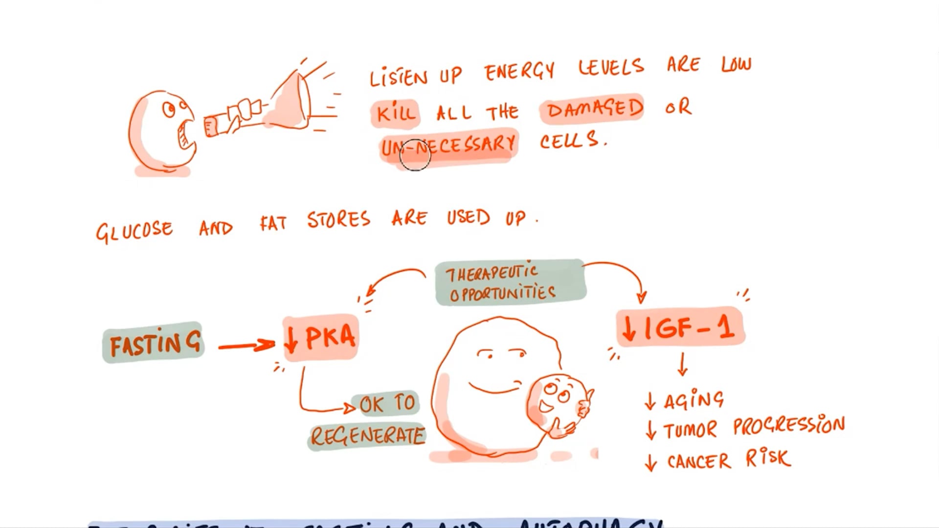 Intermittent Fasting and Potential Immune System Restoration