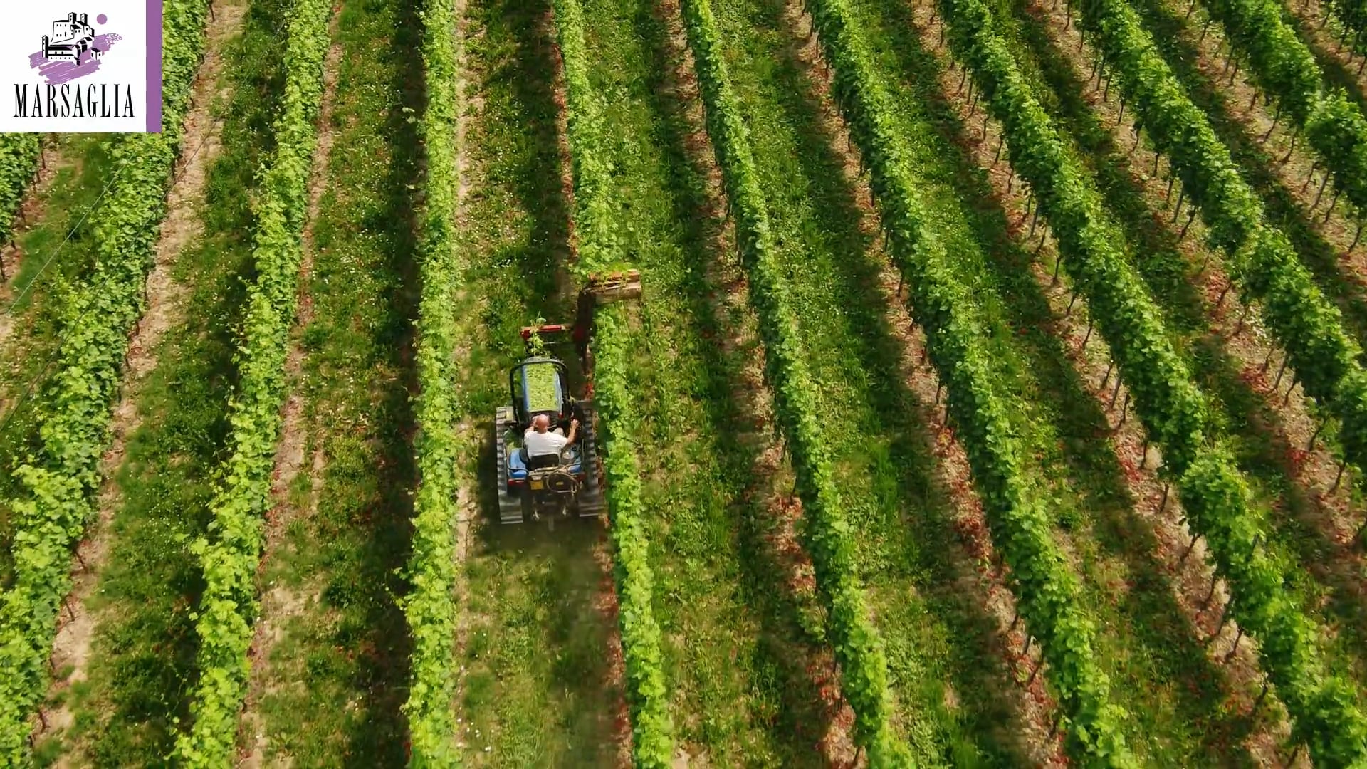La Cimatura | Shoot Topping in the vineyard