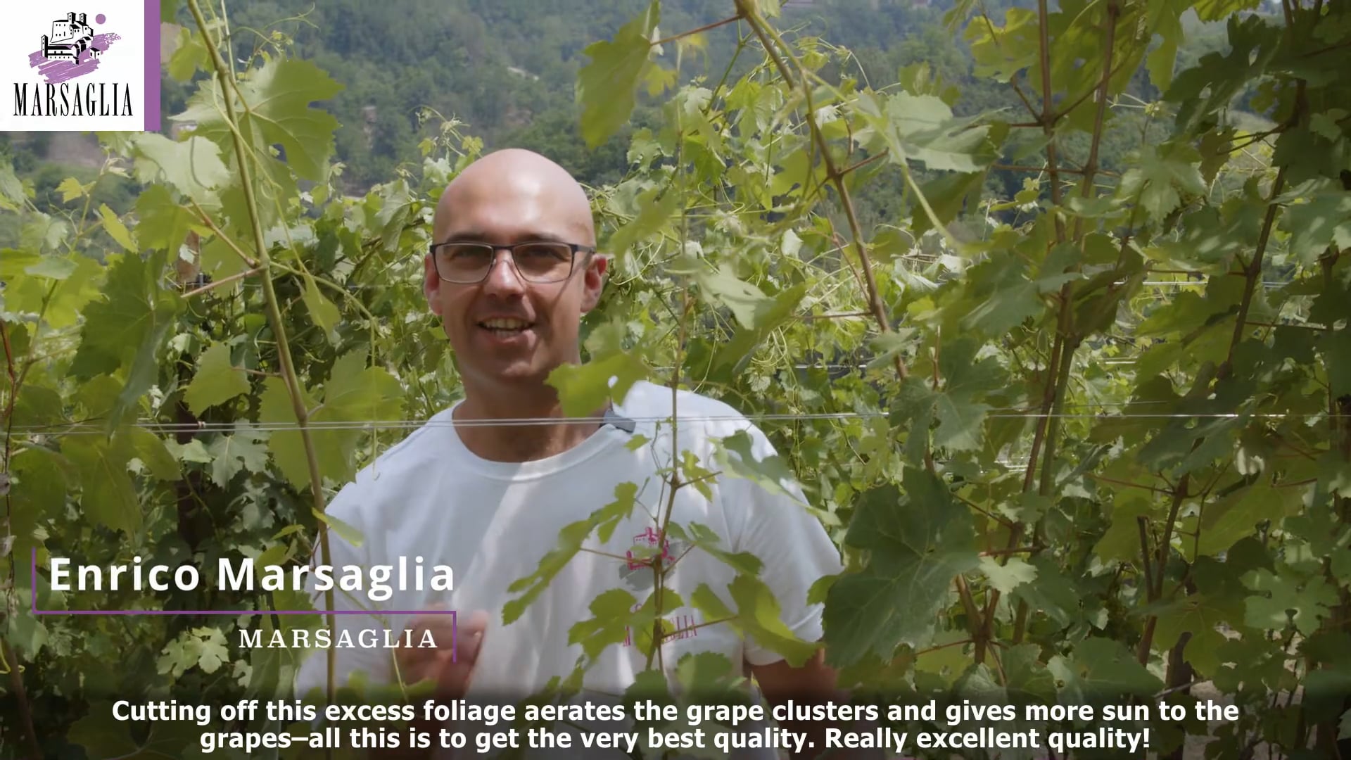 Sfemminellatura in Vigneto Varata |  The cutting off excess foliage in Varata vineyard