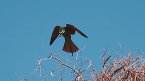 LE COMBAT POUR LES OISEAUX : dans le ciel d’Israël