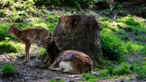 mouflon, wild sheep, cub