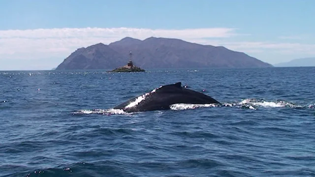 U.S. Coast Guard Helps NOAA Team Rescue Whale Tangled In Fishing Gear In  Monterey Bay - CBS San Francisco