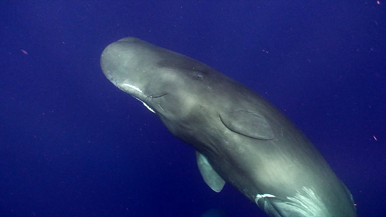美品！アルメリック Sperm Whale(スパームホエール) 5.7 フィン