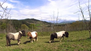 Related Embedded Video Item Thumbnail