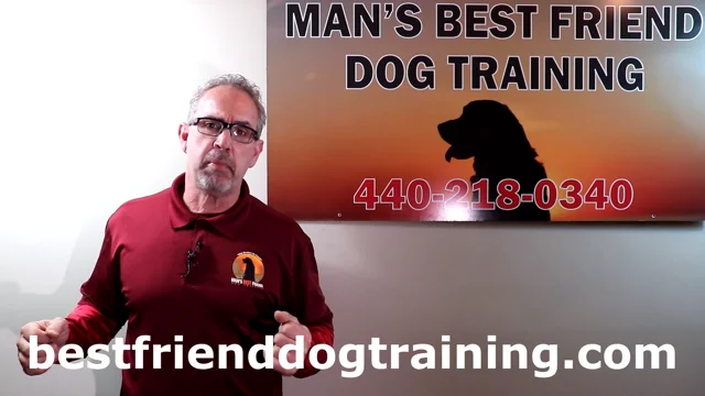 Man's best best sale friend training