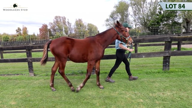 Lot 84
