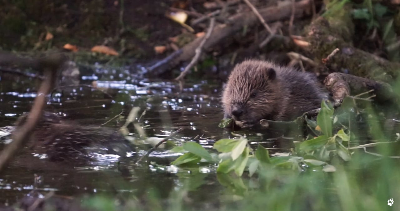 Why beavers are rewilding superstars | Filmed at Cabilla Cornwall