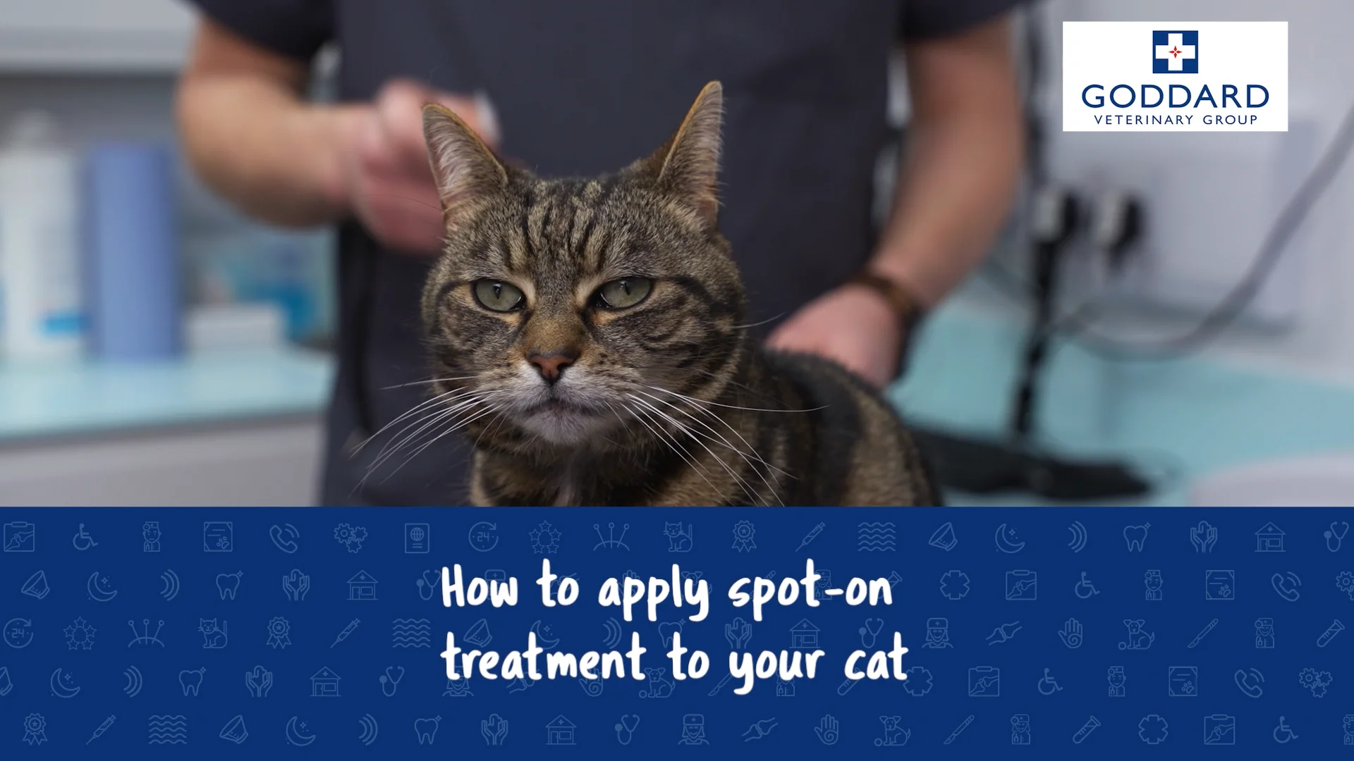 A quick guide to applying ear drops to your cat