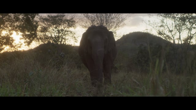 Santuário de Elefantes Brasil & Global Sanctuary for Elephants