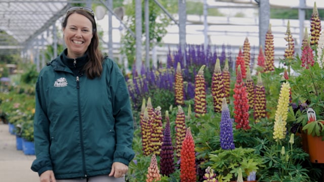 Lupine Spotlight | Grow For Deer Resistance, Pollinators & Fragrant Flowers