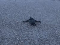 Newswise:Video Embedded study-finds-why-baby-leatherback-marine-turtles-can-t-see-the-sea
