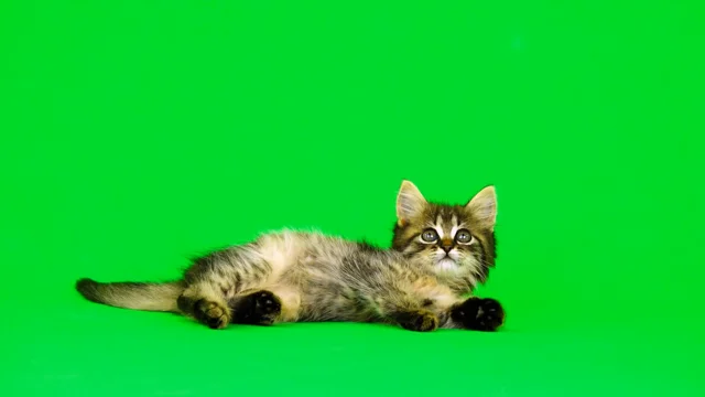 Jogos Do Gatinho Em Uma Grama Verde Imagem de Stock - Imagem de animais,  gato: 36791029