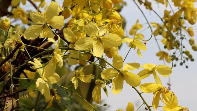 Yellow Raintree Flower Golden Rain Tree Yellow - Free video on Pixabay