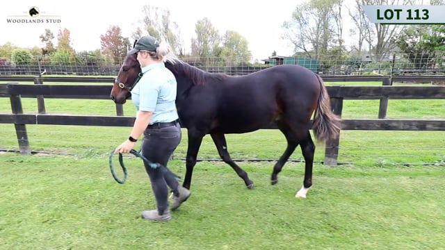 Lot 113