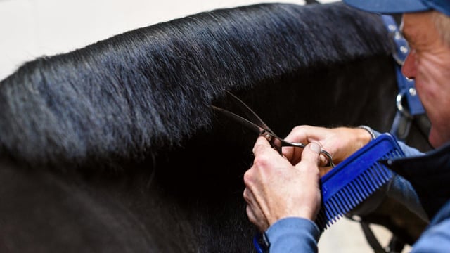 Mane Trimming