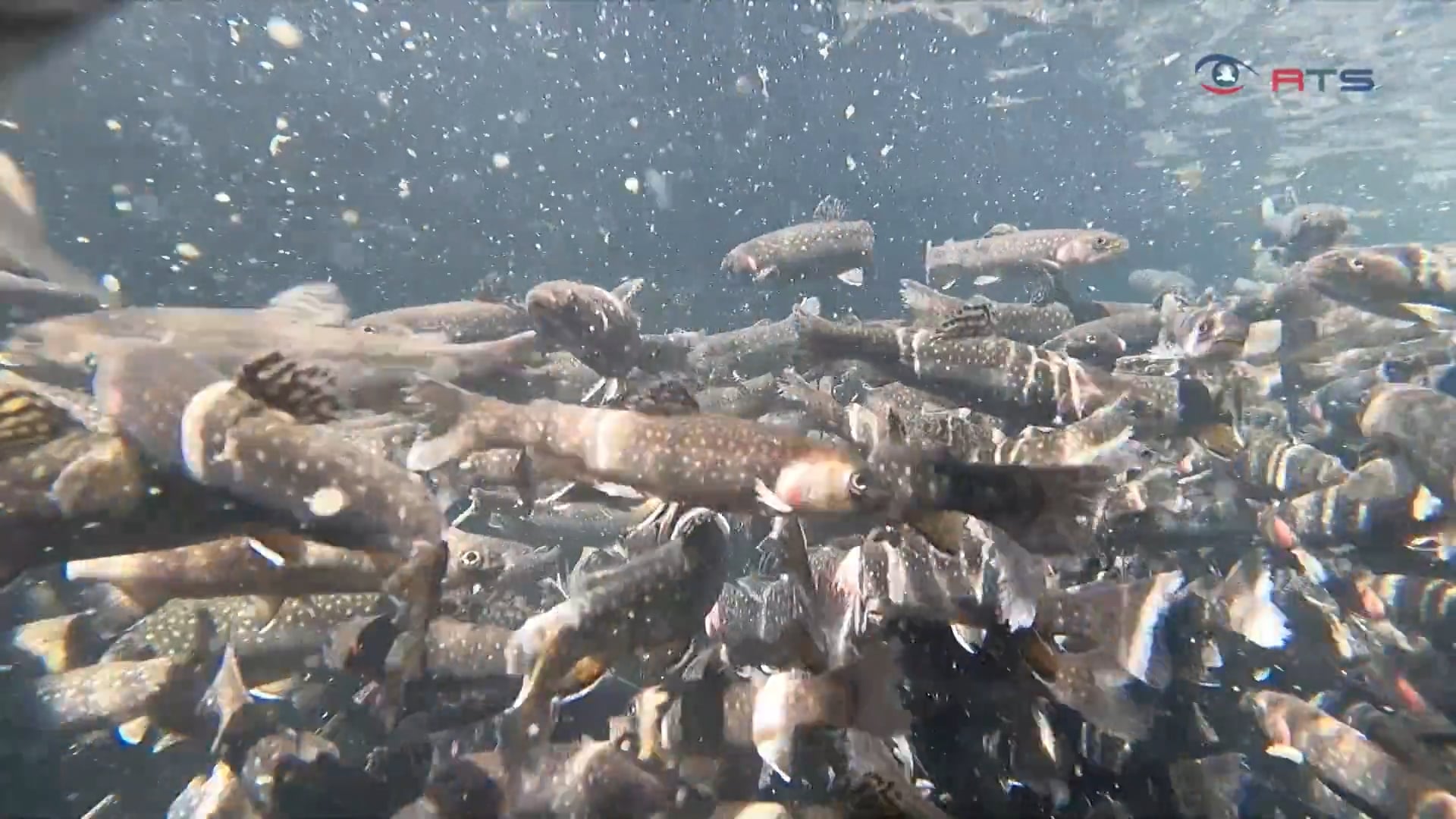 wer-kennt-sich-mit-den-fischen-aus