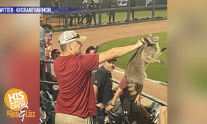 This Raccoon Must Be A Red Socks Fan