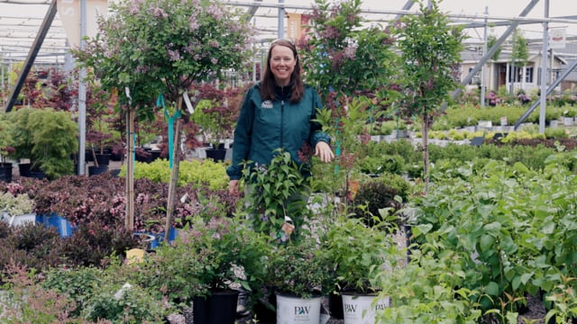 Lilac Spotlight | Grow For Deer Resistance, Pollinators, and Fragrant Flowers