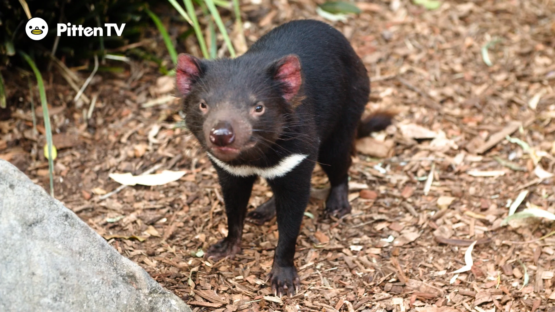 タスマニアデビル tasmanian-devil-largest-
