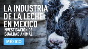 La industria de la leche en México | Investigación de Igualdad Animal