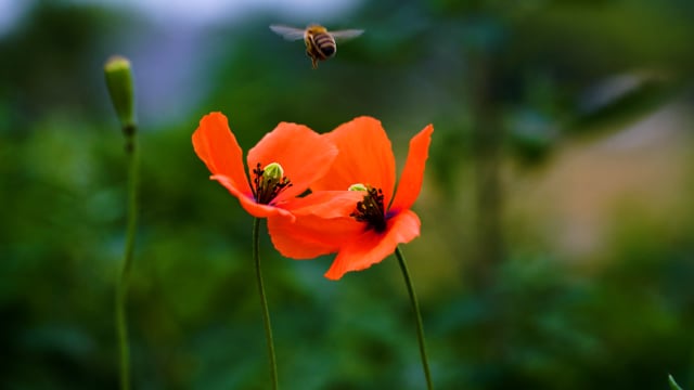 Poppy Insect Poppy Bee Insects - Free video on Pixabay