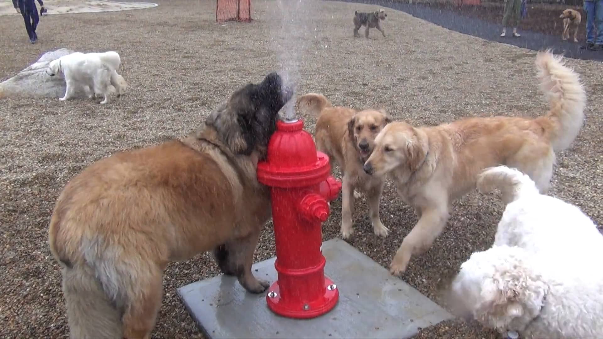 Brewster Dog Park Opening on Vimeo