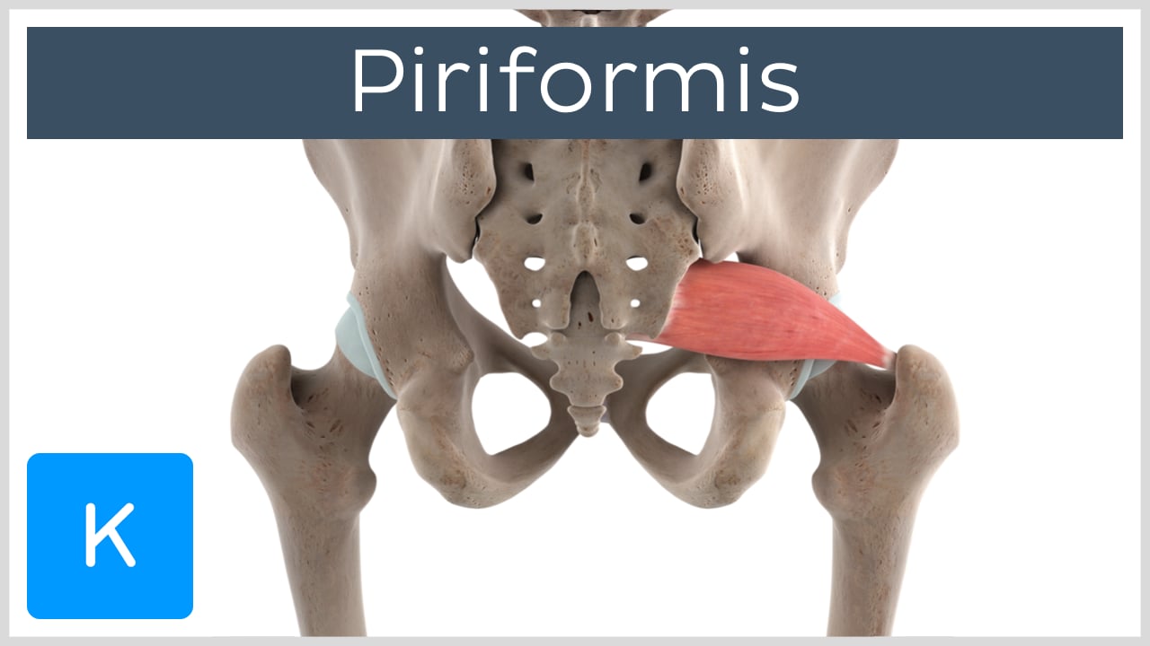 piriformis muscle origin and insertion