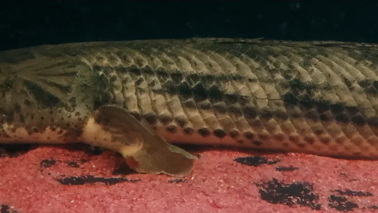 AQUASTYLEG AQUASTYLEG