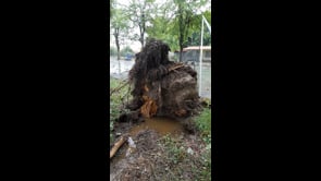 Maltempo in Piemonte, albero abbattuto a Verolengo