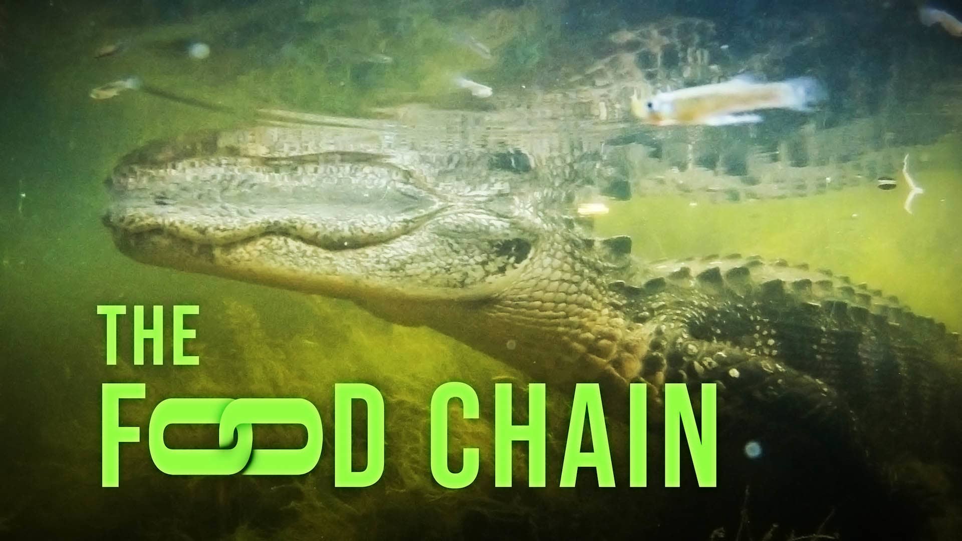 the-food-chain-on-vimeo