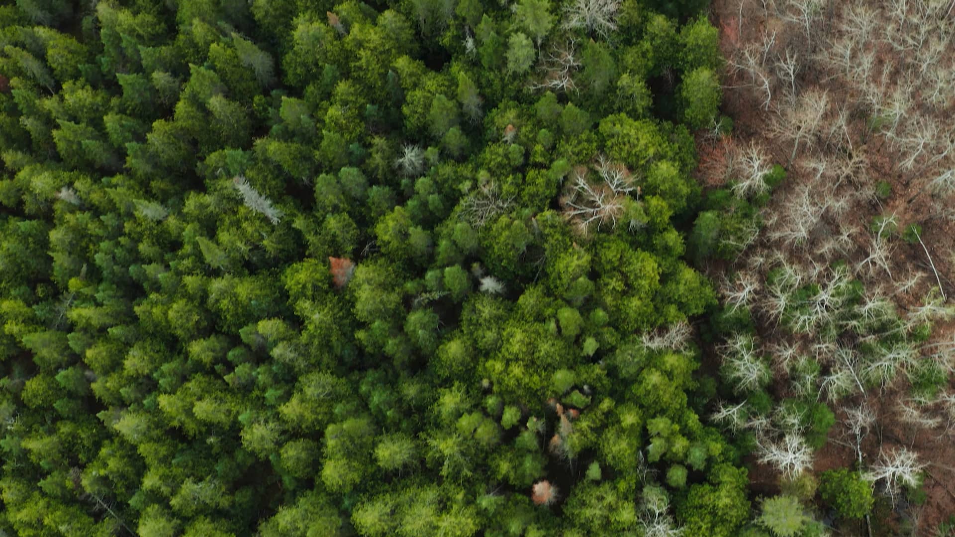 26303 Polaris Rd. NW, Puposky, MN 56667 on Vimeo