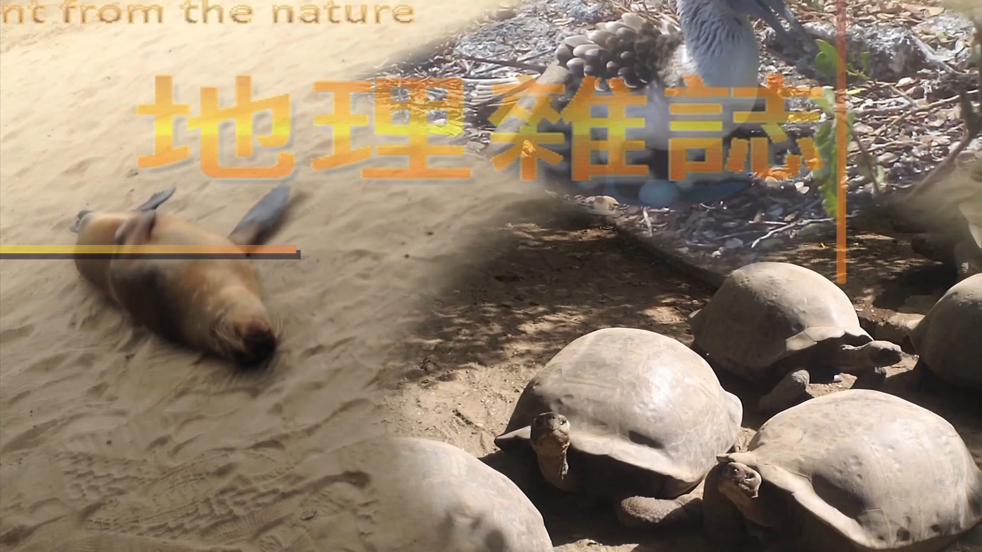 World Geography Magazine: Galapagos