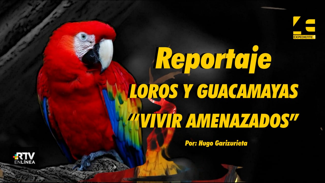Loros y Guacamayas: Vivir Amenazados