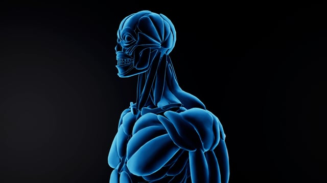 90+ Free Anatomy & Human Videos, HD & 4K Clips - Pixabay