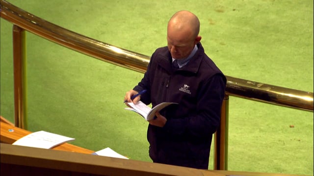 2022 Standardbred Weanling Sale - Lot 22 - Lot 29