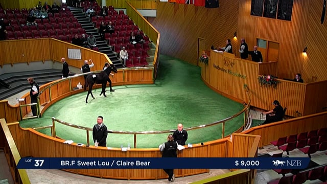 2022 Standardbred Weanling Sale - Lot 37 - Lot 44