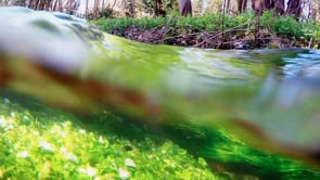 Norfolk's Forgotten Chalk Stream