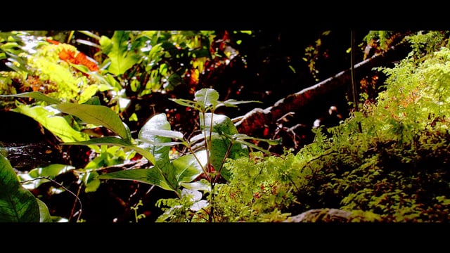 Live Like The River Flows Introducttion