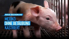 RECHERCHE: Tierquälerei von Schweinen in Mexiko aufgedeckt