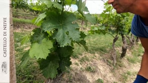Scacchiatura nei vigneti 🌱🍇