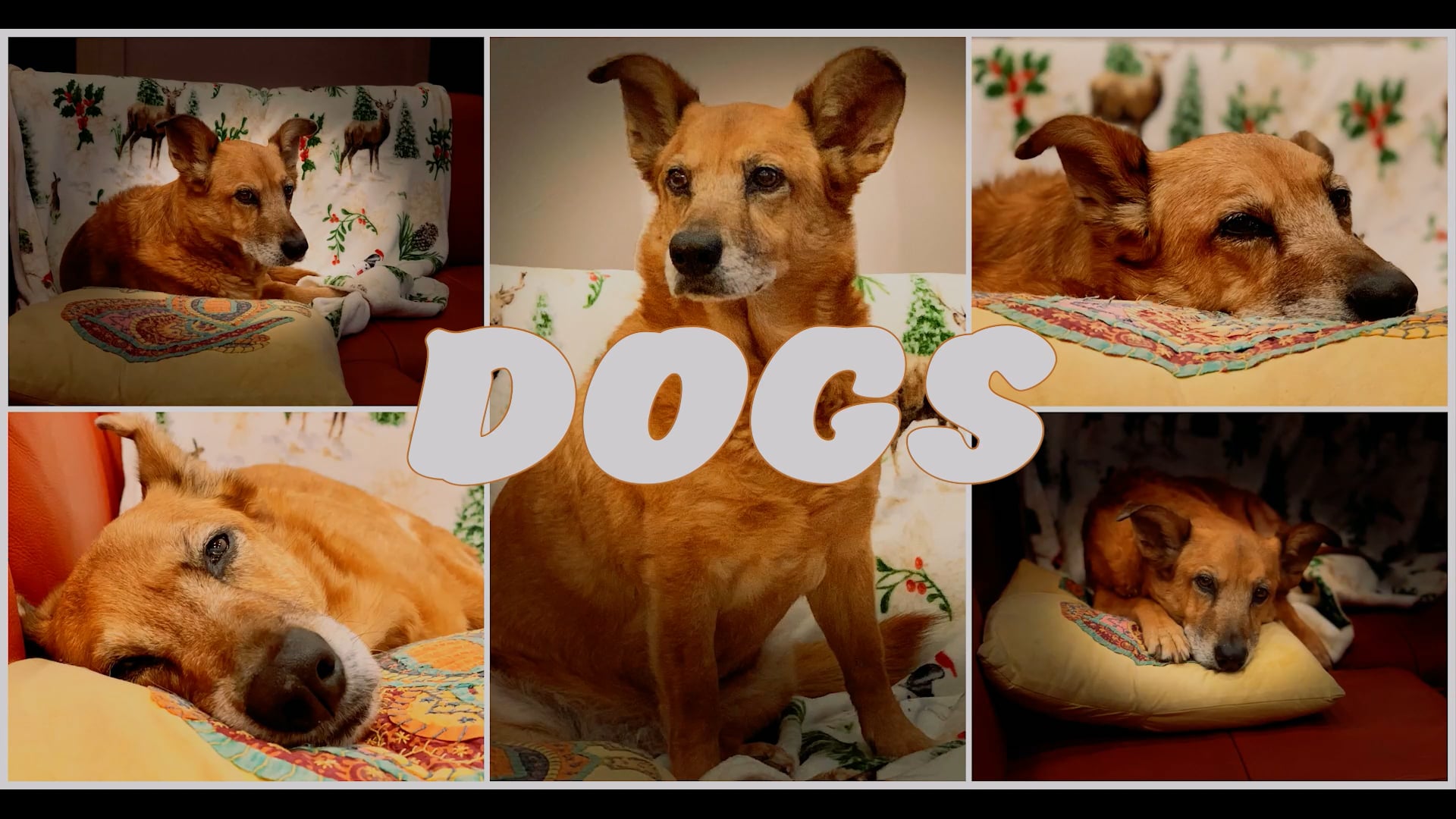 Dogs on Vimeo